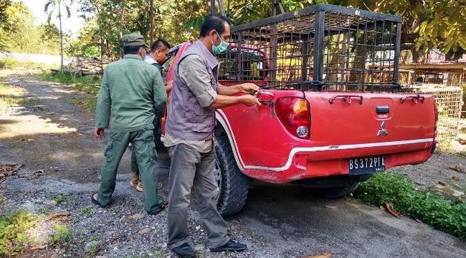 Seekor Harimau Sumatera Masuk Perangkap BBKSDA di Teluk Lanus