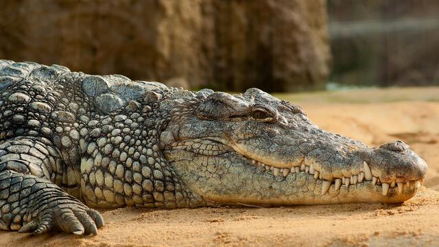 Masuk Kebun Warga, Seekor Buaya Dievakuasi BBKSDA Riau