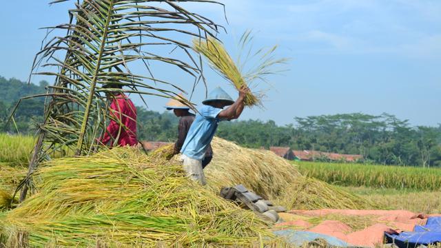 Petani Riau Panen Padi Hasilkan 1.500 Ton Beras