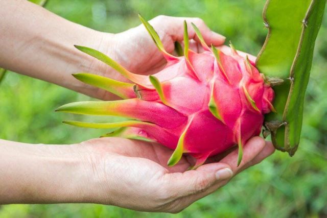 6 Khasiat Buah Naga Untuk Kesehatan dan Juga Dapat Melembabkan Kulit Mu