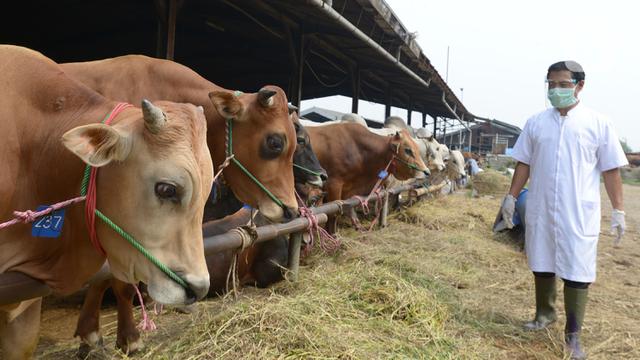 Pekanbaru Targetkan 11.000 Ekor Hewan Kurban