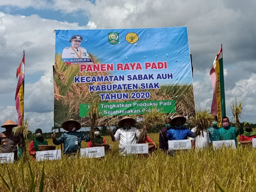 Bupati Siak Panen Raya di Kampung Laksamana Sabak Auh