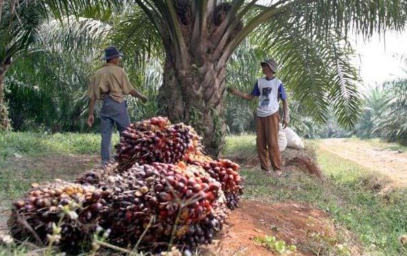 Naik Terus, Ini Daftar Lengkap Harga TBS Sawit di Riau 