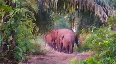 Masuk Kebun Warga, BBKSDA Halau 13 Gajah Kembali ke Habitatnya 
