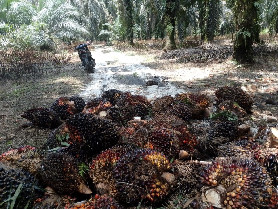 Harga TBS Sawit Swadaya Riau Turun Rp61 Per Kilogram