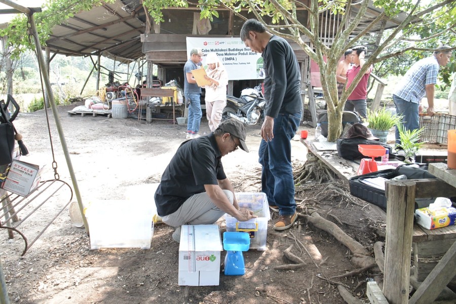 PT Arara Abadi dan BRIN Kembangkan Baung Riau Jadi Komoditas Unggulan