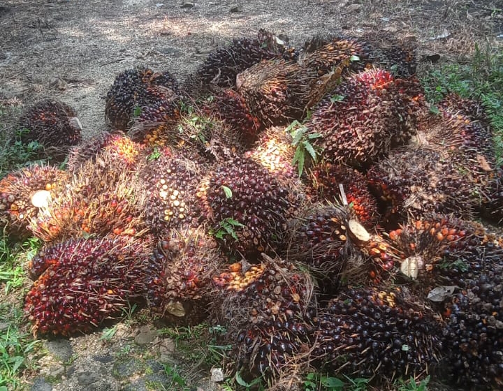 Harga Sawit Riau Naik Lagi! Petani Mitra Swadaya Dapat Angin Segar
