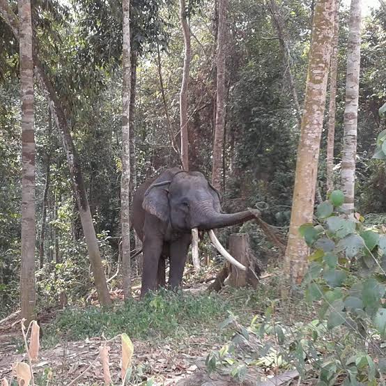 Dibantu 3 Gajah Jinak, BBKSDA Giring Gajah Liar Kembali ke Tahura
