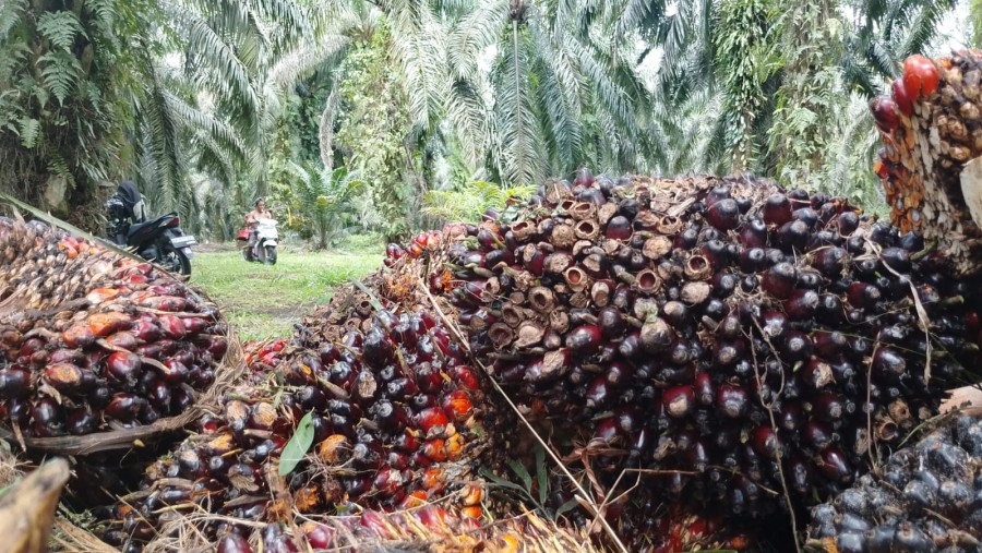 Harga Sawit Swadaya Riau Turun, Dinas Perkebunan Sebut Efek Lesunya Pasar CPO