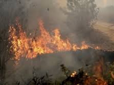 Status Siaga Karhutla Ditetapkan, Pekanbaru Perketat Pengawasan Lahan Rawan Terbakar