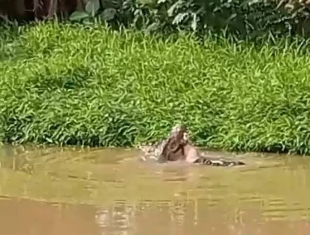 Pemancing di Rohil Hilang Diterkam Buaya Saat Ganti Baju