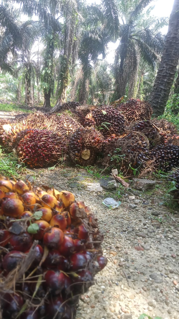 Naik 3,52 Persen, Harga Kelapa Sawit Mitra Swadaya Riau Tembus Rp 3.784 per Kg