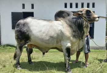 Sapi Seberat Hampir 1 Ton dari Inhu Kandidat Hewan Kurban Bantuan Presiden