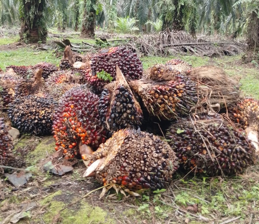 Harga TBS Sawit Swadaya di Riau Turun, Umur 9 Tahun Alami Koreksi Tertinggi