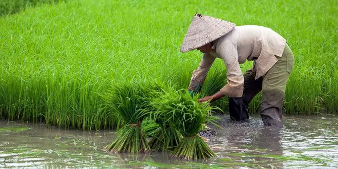 Nilai Tukar Petani Riau Naik 0,44 Persen