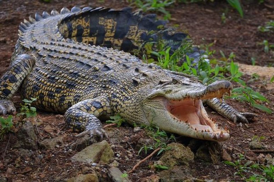 Seorang Istri di Inhil Berjibaku Menyelamatkan Suaminya dari Terkaman Buaya