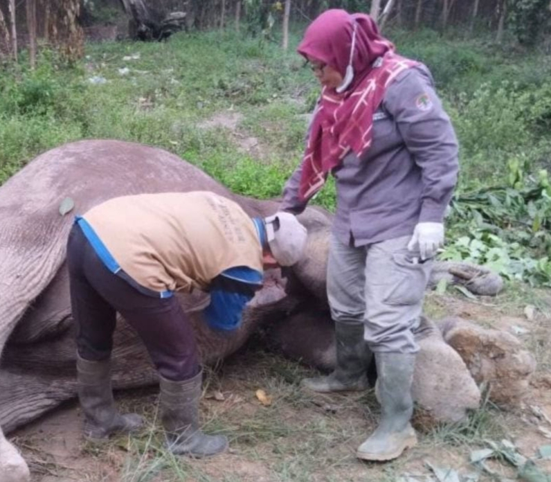Diduga Diracun, Seekor Gajah Jantan Ditemukan Mati di Kantong Tesso Pelalawan