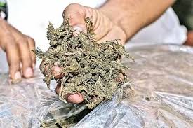 Ciduk Pengedar Narkoba di Rengat, Polres Inhu Amankan 950 Ganja Kering