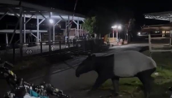 Tapir Langka Muncul di Permukiman Warga Kuansing, Diduga Tersesat