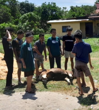 Seekor Sapi Kurban di Pekanbaru Mati Sebelum di Sembelih