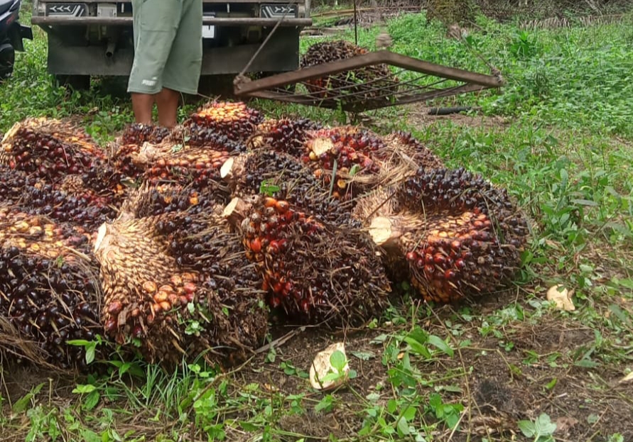 Pasar CPO Melemah, Harga Sawit Mitra Swadaya Riau Ikut Terkoreksi