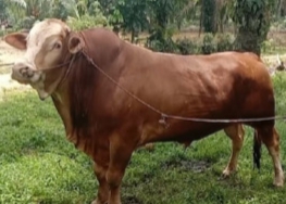 Dua Sapi dari Rohul Jadi Hewan Kurban Presiden Prabowo di Iduladha 2025