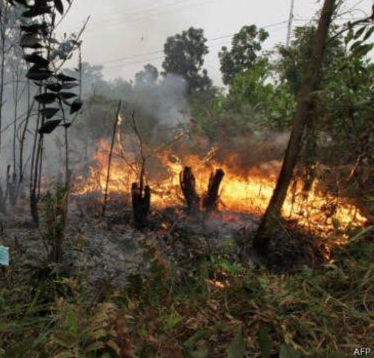 Ratusan Hektar Lahan di Riau Terbakar Sejak Januari Hingga Maret 2023