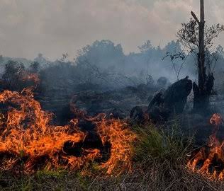Polresta Pekanbaru Periksa 3 Saksi Karhutla di Payung Sekaki