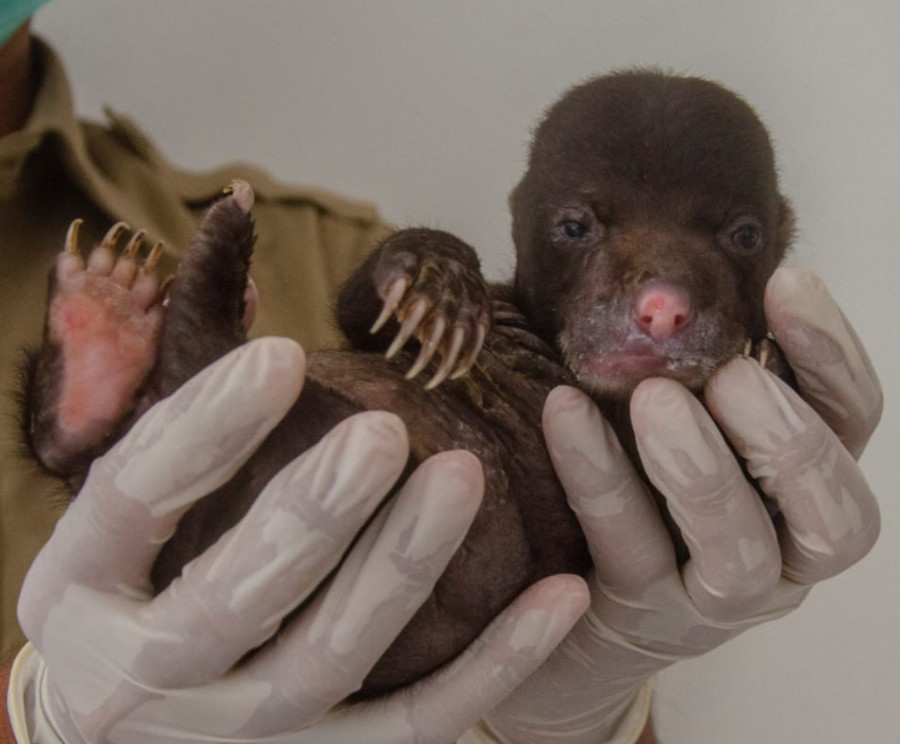 Ditemukan Saat Buka Lahan, Warga Inhil Serahkan Bayi Beruang Madu pada PPS Riau