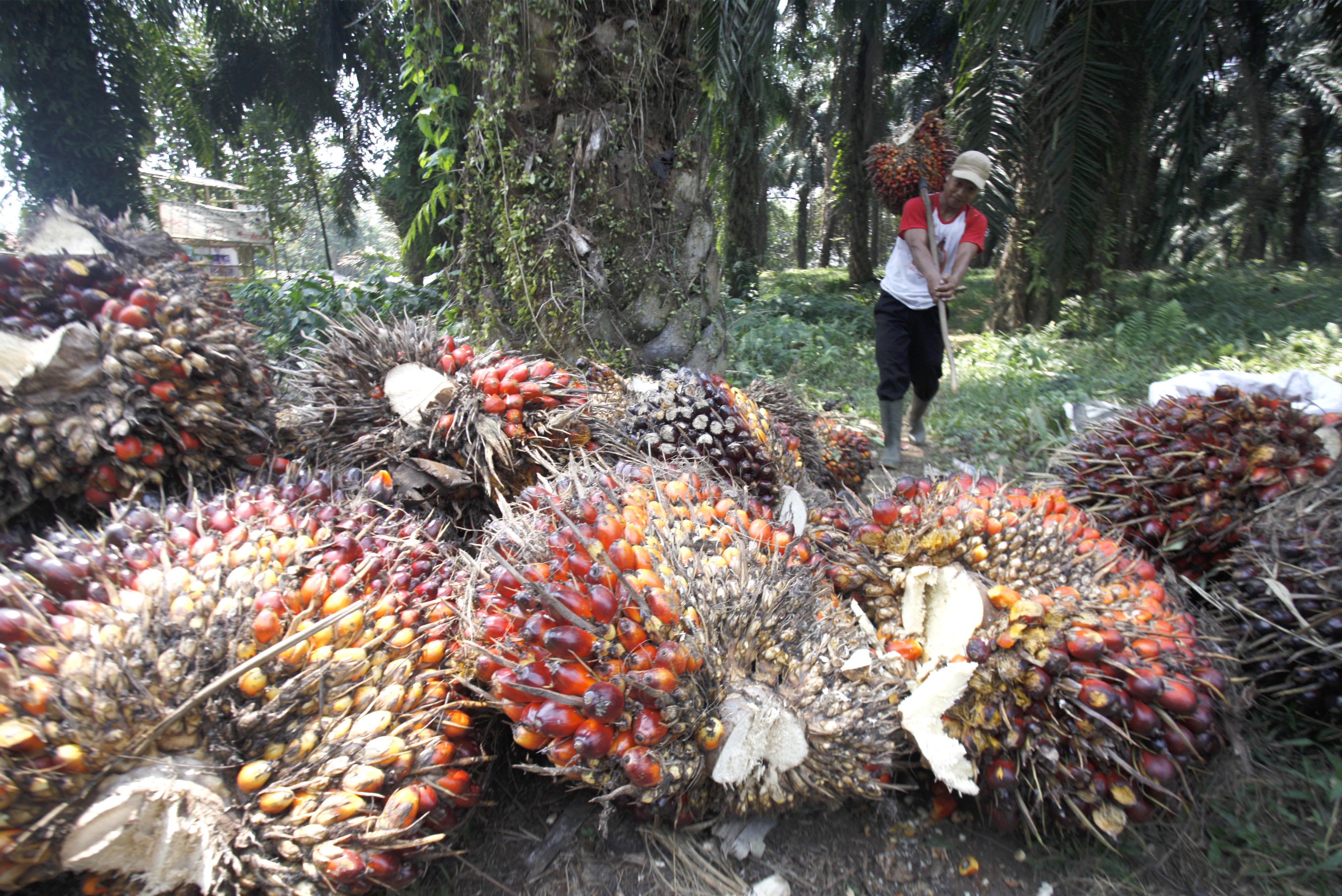 Apkasindo Pertanyakan Pungutan Sawit Rp2,9 miliar Perminggu di Riau