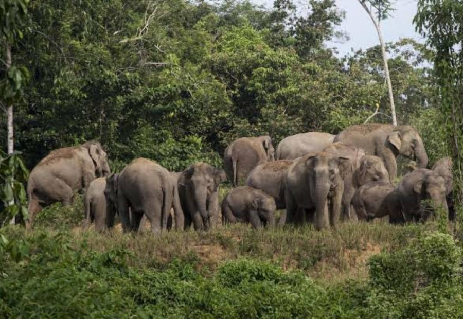 Tim BBKSDA Riau Berhasil Giring Kawanan Gajah Liar di Rumbai ke Tahura