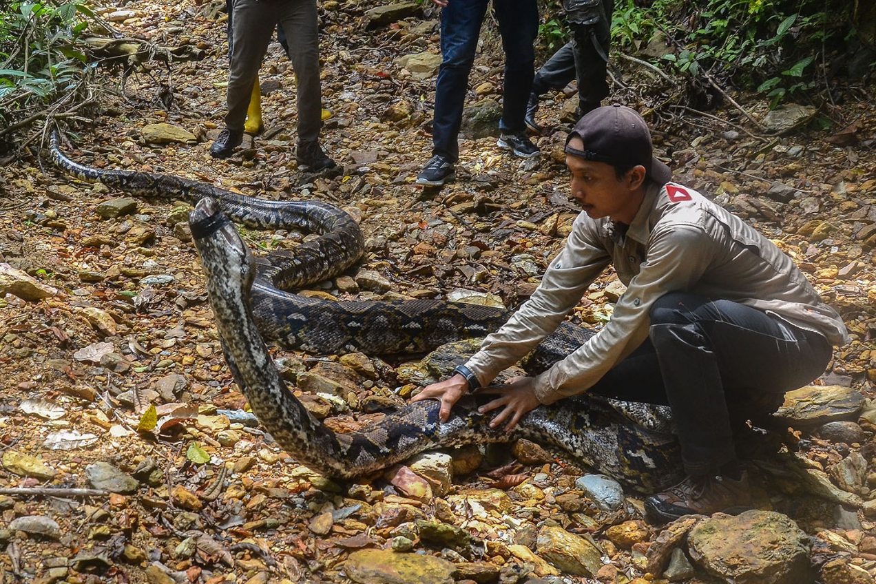 BBKSDA Riau Lepas Liarkan Ular Sanca Betina Berumur 30 Tahun 