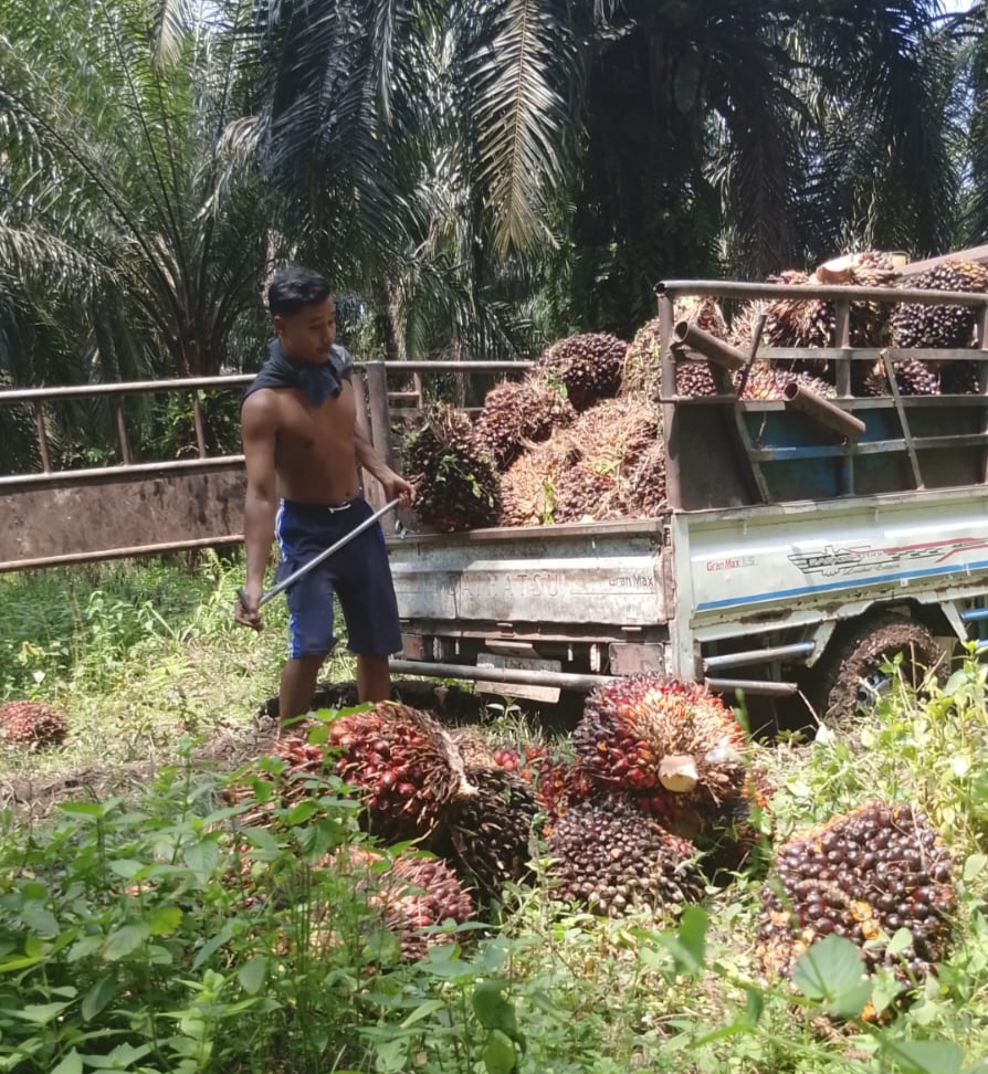 Harga TBS Sawit Swadaya Riau Naik pada Pekan Pertama September