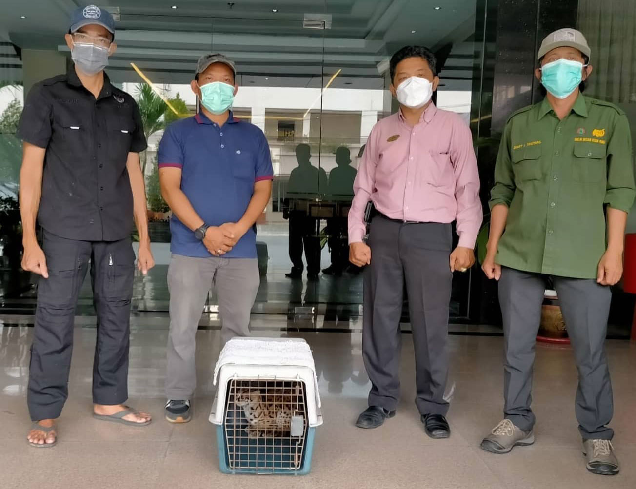 Terjebak Dalam Hotel, Seekor Kucing Hutan Dievakuasi BBKSDA Riau