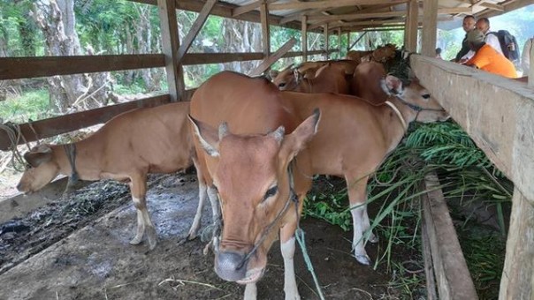 Proses Lelang, 1.883 Sapi Bakal Disalurkan Pada 269 Kelompok Ternak di Riau