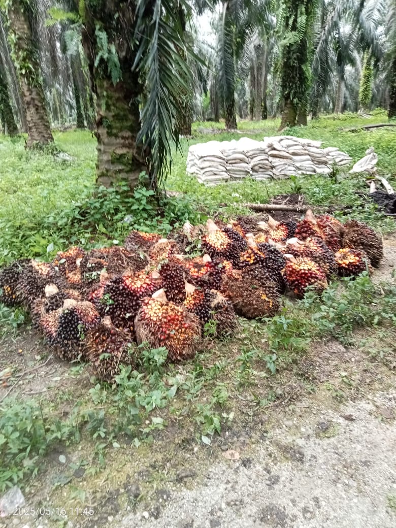 Harga TBS Mitra Swadaya Melonjak, Sawit Usia 9 Tahun Tertinggi