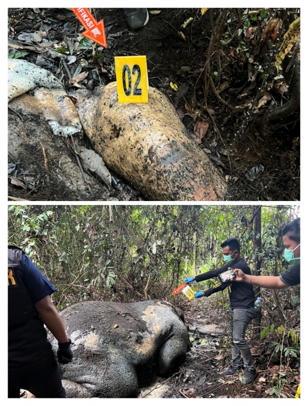 Bangkai Gajah Tanpa Kepala Ditemukan di Ukui Pelalawan