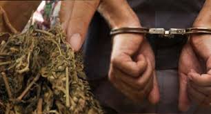 Pria Pengedar Narkotika Diciduk Polres Rohul, 30 Gram Ganja Disita