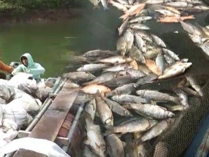 Ratusan Ton Ikan di Keramba Waduk PLTA Koto Panjang Mati Akibat Virus