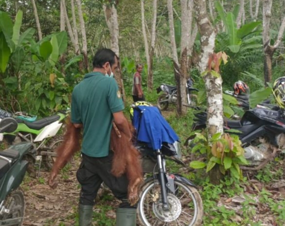 Ditinggal Induknya, PSKM Evakuasi Anak Orang Utan dari  Kebun Warga di Inhil