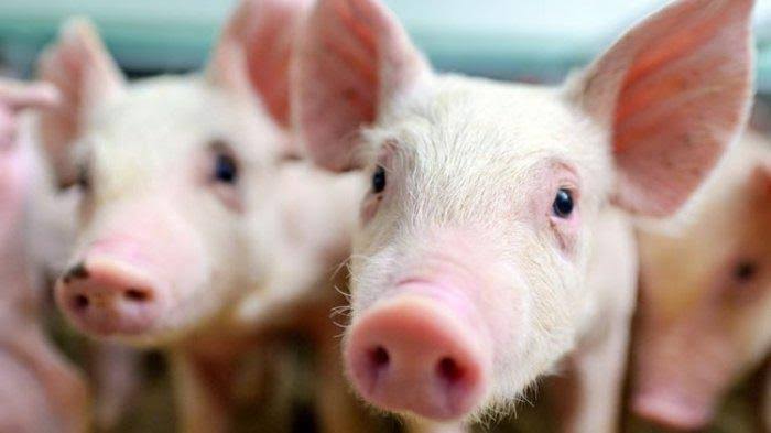 Flu Babi Ditemukan di Kepri, Dinas PKH Riau Perketat Pengawasan Lalu Lintas Ternak