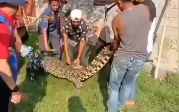 Buaya Pemangsa Ternak Ditangkap Warga Kuala Cenaku