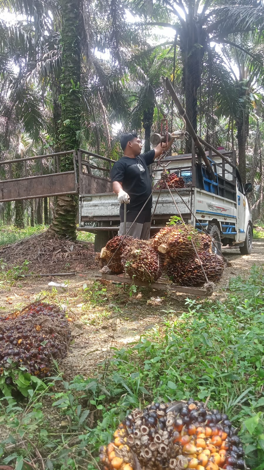 Naik Lagi, Harga Kelapa Sawit Mitra Swadaya Riau Tembus Rp 3.799 per Kg
