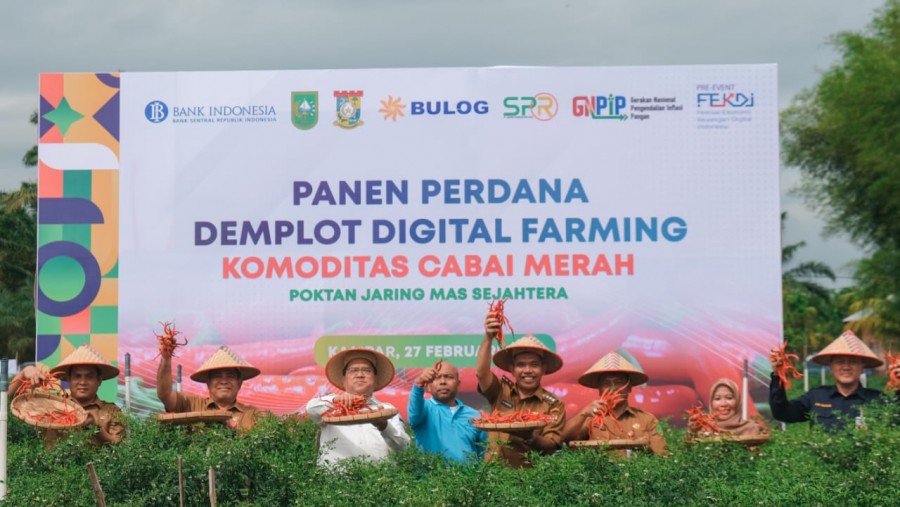 TPID  Riau dan TPID  Kampar Panen Cabai Demplot Digital Farming