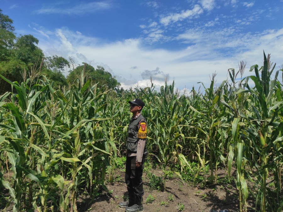 Dukung Swasembada Pangan, Polsek Rupat Intensif Pantau Lahan Jagung di Darul Aman