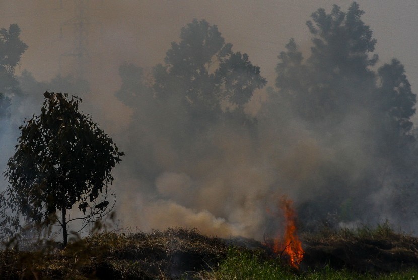 Tahun ini, 1.286 Hektare Lahan Terbakar di Riau Terluas di Bengkalis