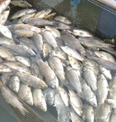 Diserang Virus dan Bakteri, Ikan di Waduk PLTA Koto Panjang Aman Dikonsumsi?
