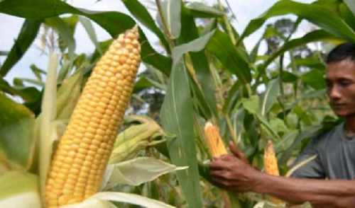 Tahun Ini Riau Tanam Jagung di Lahan 14.800 Hektare 