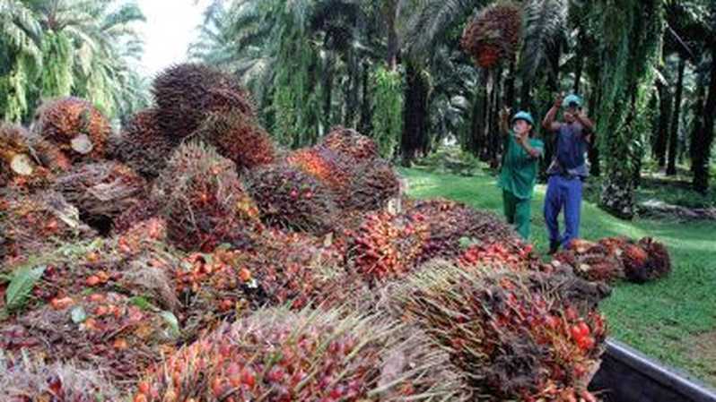 Menteri Luar Negeri Pastikan Kelapa Sawit Masuk Perjanjian Dagang RI-Uni Eropa