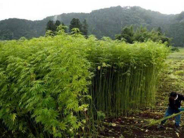 Polisi Temukan Ladang Ganja seluas 3 hektar di Aceh